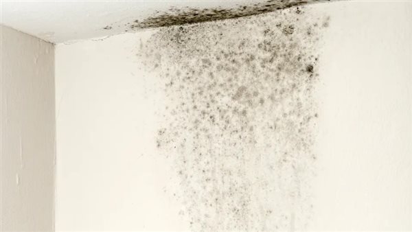 العفن - أرشيفية 