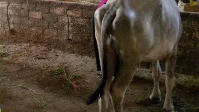 تضامن الفيوم: تسليم 9425 رأس ماشية للأسر الأولى بالرعاية