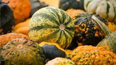 مفيد للقلب والمعدة.. فوائد تناول القرع العسلي