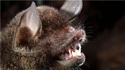 مخاوف من ظهور كوفيد الخفافيش.. فيروس جديد في البرازيل يثير قلق العلماء