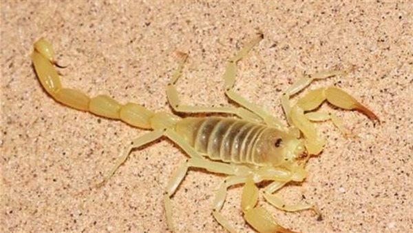 عقارب أرشيفية