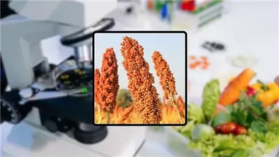 الذرة الرفيعة والفونيو.. حبوب منسية قد تنقذ العالم من أزمات الغذاء وتغير المناخ