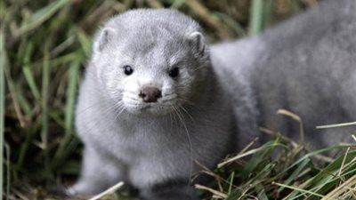 حيوان “المنك” يفسد فرحة لقاح كورونا