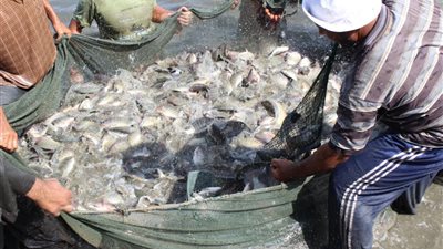 رئيس هيئة الثروة السمكية: “البردويل” أول بحيرة يستثمر فيها أجنبي (فيديو)