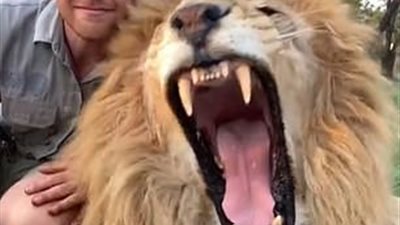 الأسود أفضل الأصدقاء في بعض الأحيان.. صداقة عميقة بين شاب وأسد (صور)