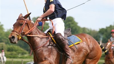 لديها هياكل تشريحية مماثلة.. الخيول تشعر بنفس ألم البشر في الجلد (دراسة)
