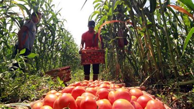 بعد ارتفاع الأسعار.. “الزراعة”: كيلو الطماطم سيعود إلى 4 جنيهات قريبًا (فيديو)