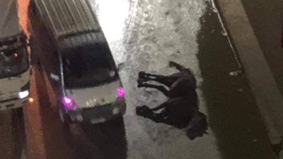 كان مربوطًا بجنزير في عمود إنارة.. “حصان” أول ضحايا موجة الطقس في الشرقية (صور)