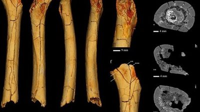 الإنسان كان يسير على 4 أطراف قبل 6 مليون سنة (صور)