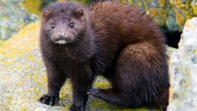 عالم أحياء: فيروس كورونا الناتج عن حيوان “المنك” يتطور سريعًا مما يجعله وباء جديدًا محتملًا