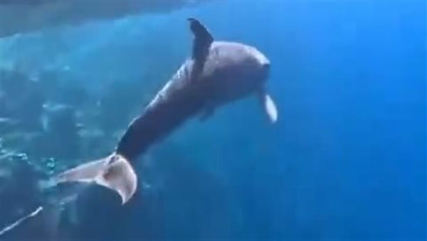 الدولفين العالق بالغردقة