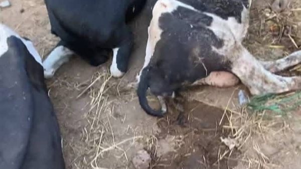 مرض الحمى القلاعية