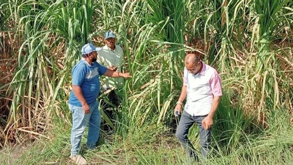 حصاد زراعة الأقصر