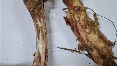 الطب البيطري بسوهاج يوضح ملابسات العثور على عظام في القمامة: ليست لكلاب