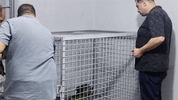 حملة تطعيم الكلاب