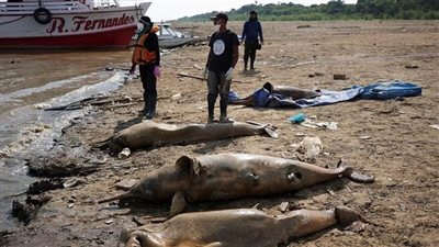 دراسة تكشف سبب العثور على مئات الدلافين الميتة في بحيرات الأمازون البرازيلية
