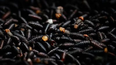 افتتاح منشأة تعقيم للذباب لمكافحة دودة الحلزون في أمريكا