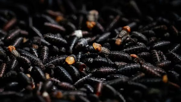 دود الحلزون 