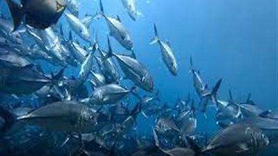 ضبط صاحب شركة بتهمة الاستيلاء على ملايين الجنيهات بزعم الاستثمار في الثروة السمكية