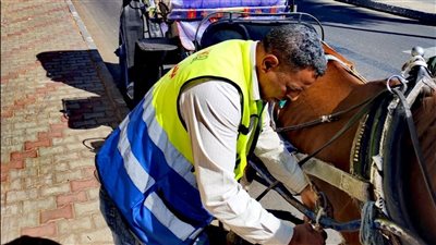 مجلس مدينة الأقصر يشن حملات على عربات الحنطور المخالفة| صور