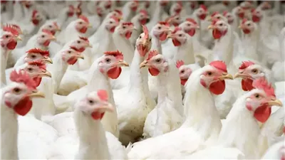 الكيلو بـ 70 جنيها.. أسعار الدواجن اليوم الجمعة 