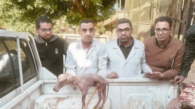 حملة بيطرية تضبط ذبيحة جاموس بداخلها جنين وغير صالحة للاستهلاك الآدمي بسوهاج