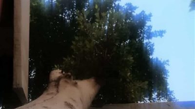 تسببت في شروخ الجدران.. سكان إحدى عمارات مشروع التعاونيات بمدينة 6 أكتوبر يستغيثون بسبب أشجار ملاصقة