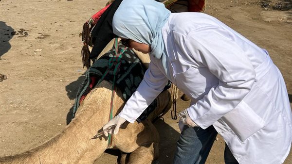 قوافل بيطرية مجانية