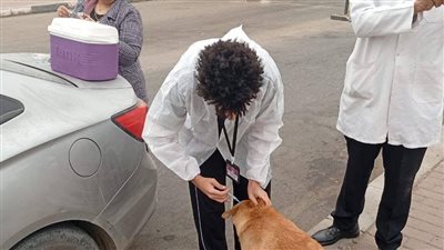 حملات لتطعيم الكلاب الضالة ضد مرض السعار في العبور
