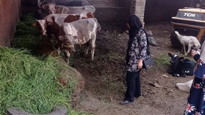 طب بيطري القليوبية ينفذ حملة تقصي للحمى القلاعية والوادي المتصدع بشبين القناطر