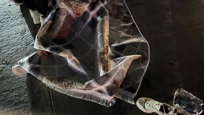 مصرع سيدة وابنتها في حادث تصادم عدة سيارات على الطريق السياحي بالجيزة