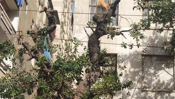 تقليم أشجار 