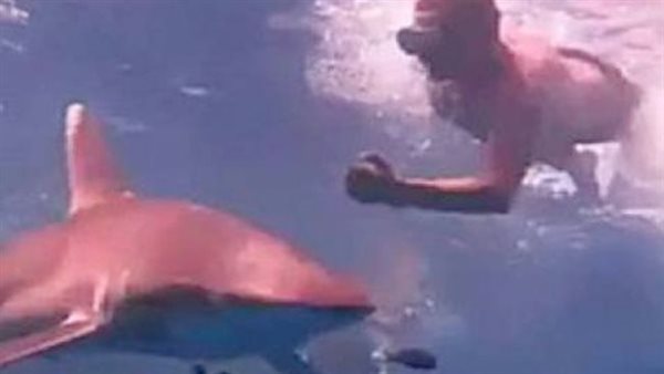 سمك القرش - تعبيرية