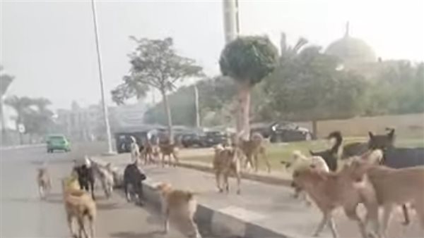 انتشار الكلاب الضالة