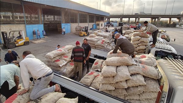 تقاوي البطاطس 