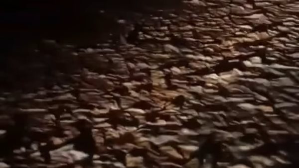 سيول مرسي علم 