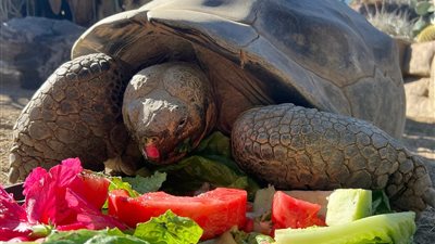 عاصرت 20 رئيسًا.. وفاة سلحفاة أمريكية عن عمر يناهز 141 عامًا 
