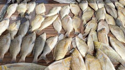 الثروة السمكية في جنوب سيناء.. كنز يمتد على شريط ساحلي بطول 600 كيلو مترًا