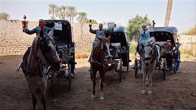 تكريم أصحاب أفضل 10 خيول حنطور بالأقصر دعمًا للطابع السياحي وتحسين الرعاية الحيوانية
