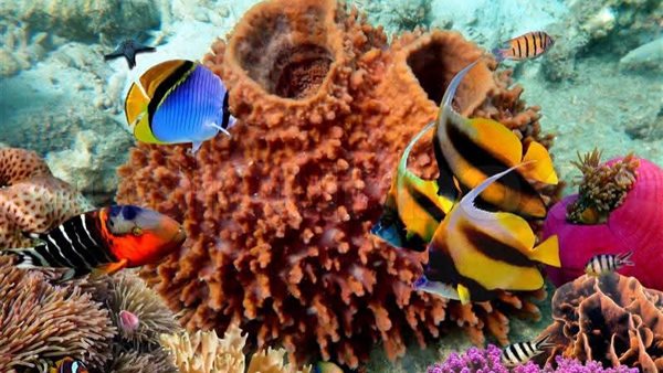 محمية رأس محمد 