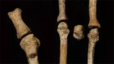 تحديد هوية صاحب القدم المتحجرة التي حيّرت العلماء لأكثر من عقد.. ما القصة؟