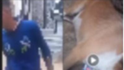 ضربه بسبب نباحه.. ضبط المتهم بالتعدي على كلب باستخدام كوريك في سوهاج