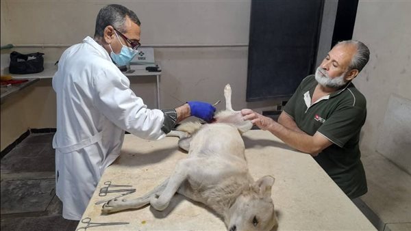 بيطري أسيوط 