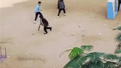 بعد فيديو القطة النافقة.. فصل 4 طلاب وتوقيع جزاءات على مسؤولين بمدرسة شهداء الحرية بالجيزة