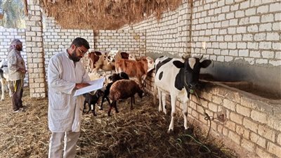 محافظ الجيزة: تحصين 200 ألف رأس ماشية ضد الحمى القلاعية والوادي المتصدع