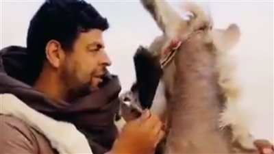 رقصة سلو مع حمار على كورنيش النيل ببني سويف تشعل السوشيال ميديا