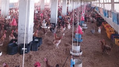 إطلاق مبادرة أمان للمزرعة لتعزيز الأمن الحيوي بمزارع الدواجن في القليوبية