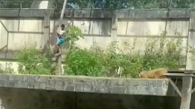 مصرع شخص اقتحم قفص أسد في حديقة حيوان بالبرازيل