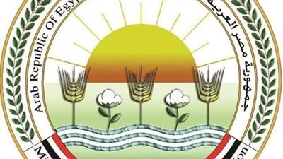 وزارة الزراعة تنفي شائعة عزوف المزارعين عن زراعة القمح