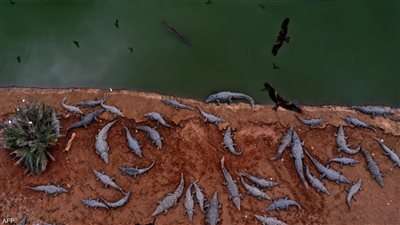 إسرائيل تبرر قتل تماسيح في مزرعة بالضفة الغربية بالخوف من عمل إرهابي